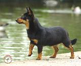 Lancashire Heeler 9R038D-013